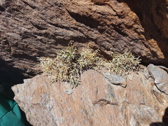 Hormathophylla spinosa