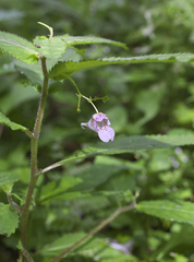 Impatiens hypophylla microhypophylla