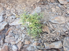 Hormathophylla spinosa