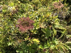 Peucedanum ostruthium