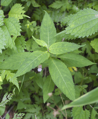 Impatiens hypophylla microhypophylla