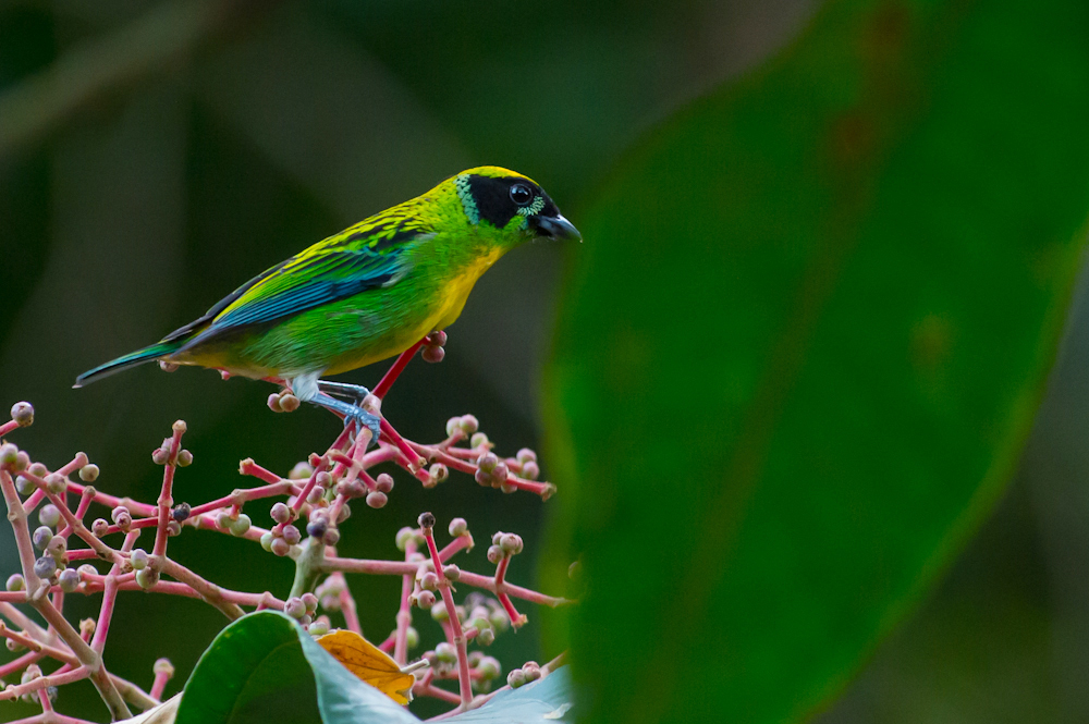 Green-and-gold Tanager photo