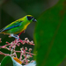 Green-and-gold Tanager - Photo (c) Joao Quental, some rights reserved (CC BY)