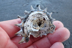 Astraea heliotropium