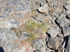 Festuca clementei