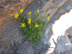 Senecio nevadensis