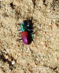 Cicindela scutellaris scutellaris