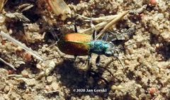 Cicindela scutellaris scutellaris