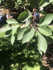 Crataegus rivularis