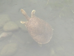 Apalone spinifera emoryi