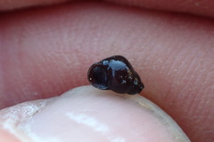 Potamopyrgus estuarinus