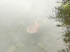 Apalone spinifera emoryi