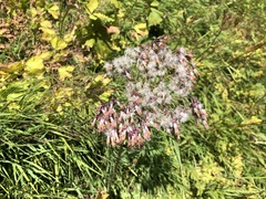 Adenostyles alliariae