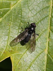 Cheilosia variabilis
