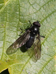 Cheilosia variabilis
