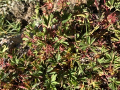 Alchemilla pentaphyllea
