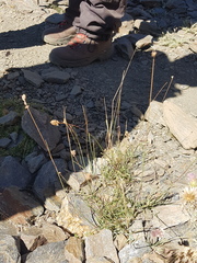 Dactylis glomerata juncinella