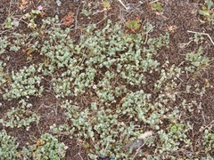 Trifolium subterraneum