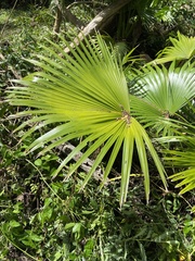 Livistona chinensis