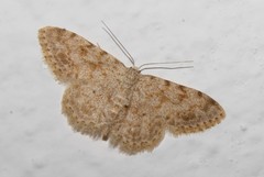 Scopula luridata