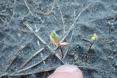 Pimelea villosa