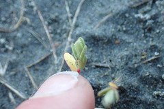 Pimelea villosa