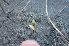 Pimelea villosa