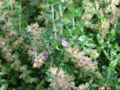 Teucrium lucidrys