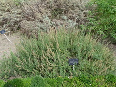 Teucrium lucidrys