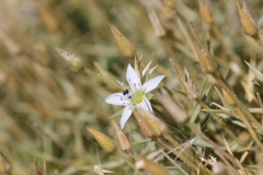 Arenaria pungens