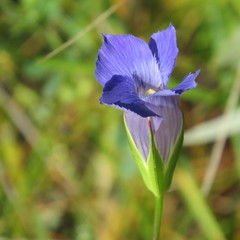 Gentianopsis macrantha