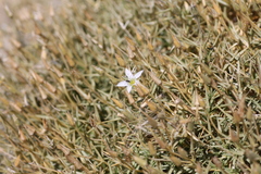 Arenaria pungens