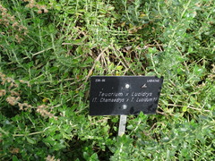 Teucrium lucidrys