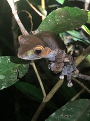 Madagascar Bright-Eyed Frog photo 2