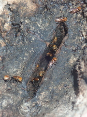 Oxytrigona
