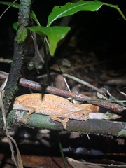 Brookesia superciliaris