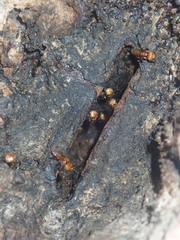 Oxytrigona