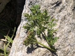Mutellina purpurea