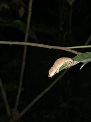 Calumma nasutum