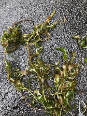 Potamogeton perfoliatus