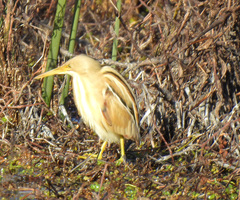 Ixobrychus involucris