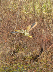 Ixobrychus involucris