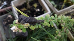 Acanthops parafalcata