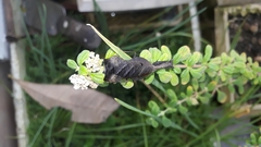 Acanthops parafalcata