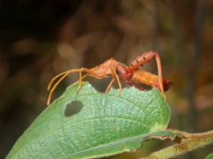 Crinocerus sanctus