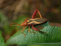 Crinocerus sanctus