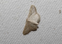 Idaea elongaria