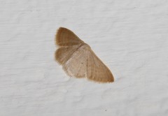 Idaea distinctaria