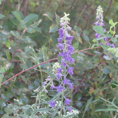 Delphinium scopulorum