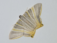 Phrygionis platinata